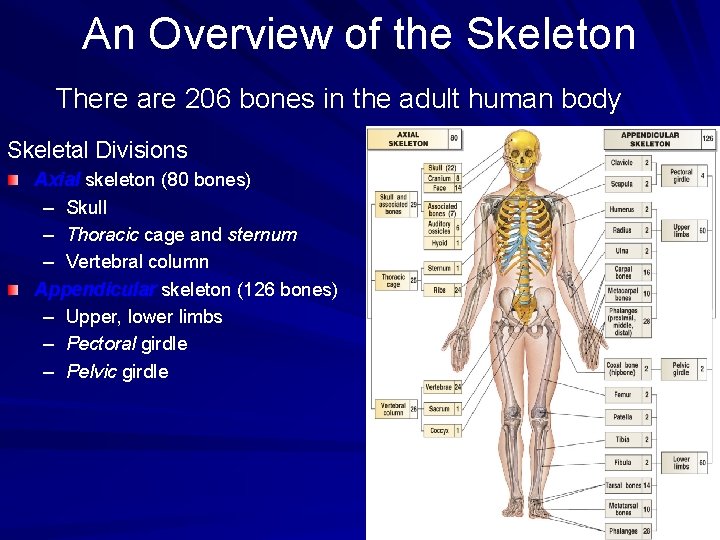 An Overview of the Skeleton There are 206 bones in the adult human body