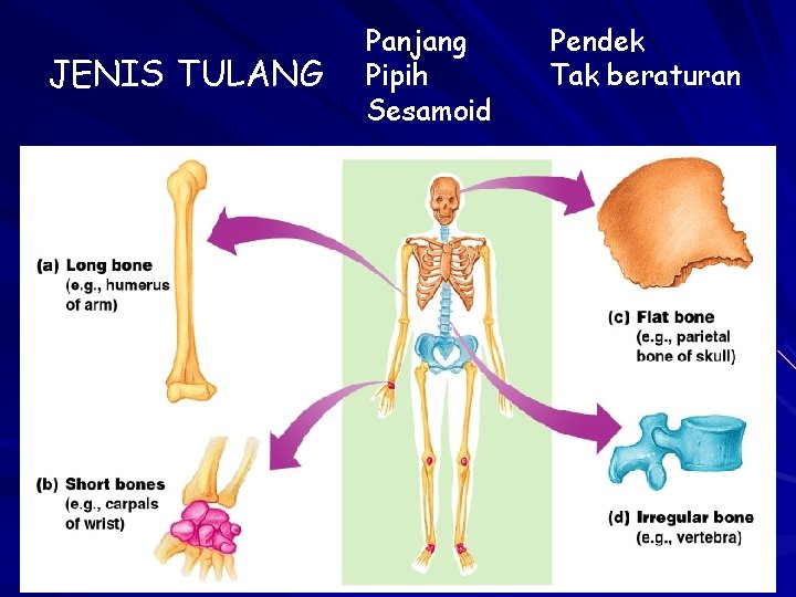 JENIS TULANG Panjang Pipih Sesamoid Pendek Tak beraturan 