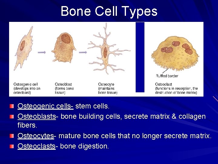 Bone Cell Types Osteogenic cells- stem cells. Osteoblasts- bone building cells, secrete matrix &