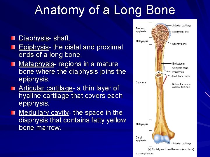Anatomy of a Long Bone Diaphysis- shaft. Epiphysis- the distal and proximal ends of