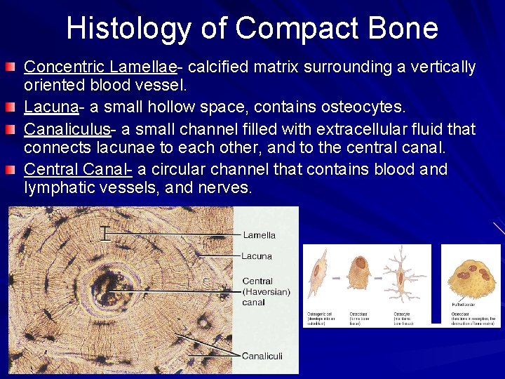 Histology of Compact Bone Concentric Lamellae- calcified matrix surrounding a vertically oriented blood vessel.