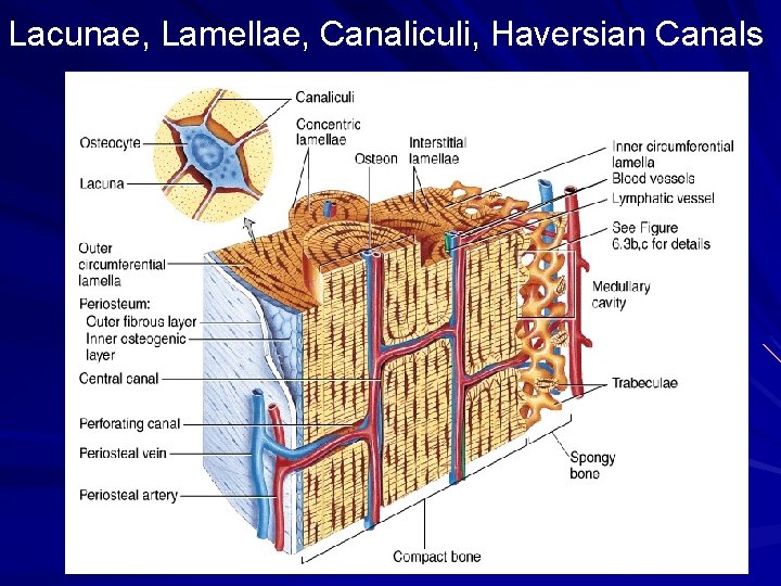 Lacunae, Lamellae, Canaliculi, Haversian Canals 