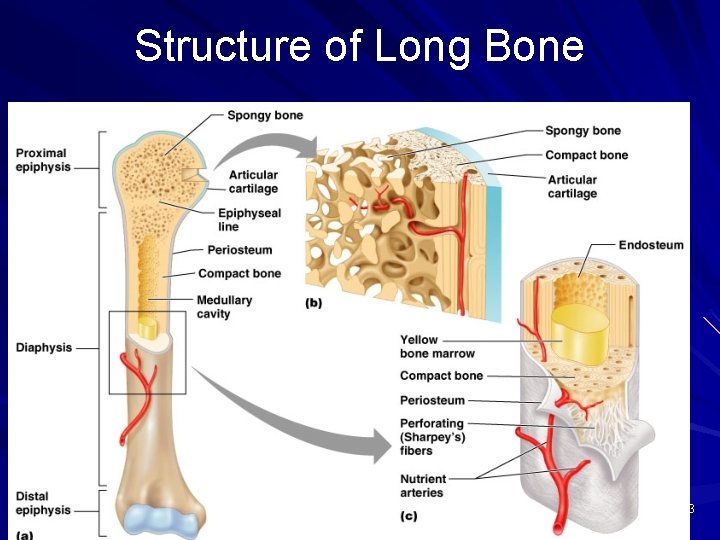 Structure of Long Bone Figure 6. 3 
