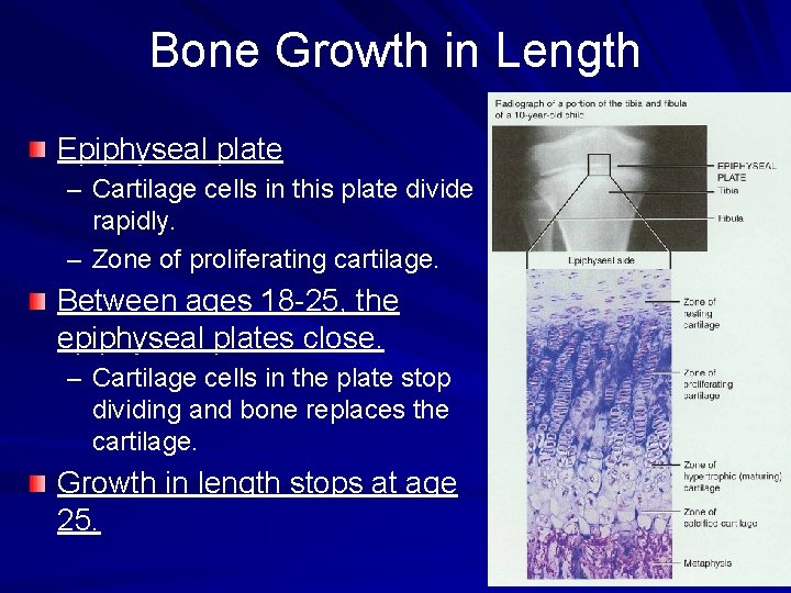 Bone Growth in Length Epiphyseal plate – Cartilage cells in this plate divide rapidly.