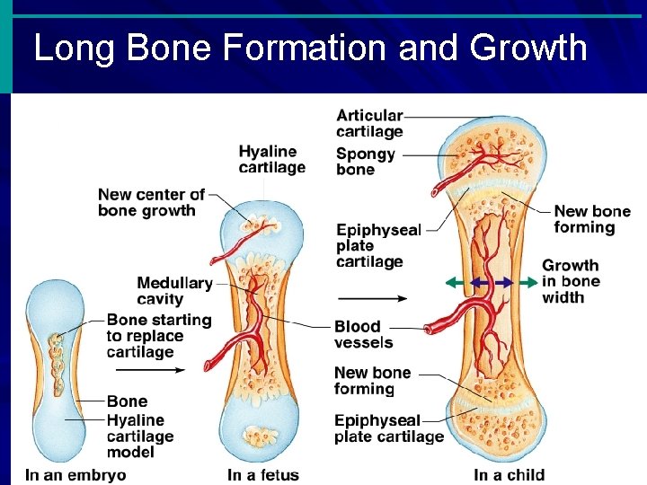 Long Bone Formation and Growth Slide 