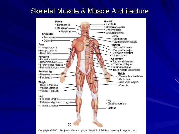 Skeletal Muscle & Muscle Architecture 