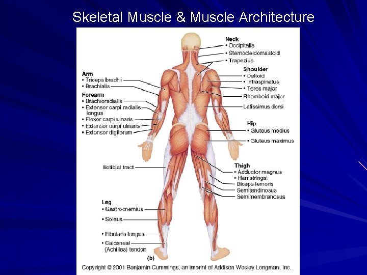 Skeletal Muscle & Muscle Architecture 