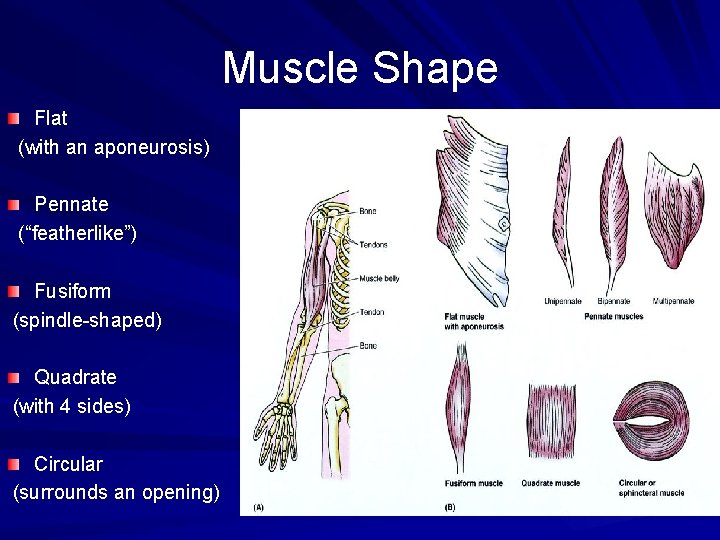 Muscle Shape Flat (with an aponeurosis) Pennate (“featherlike”) Fusiform (spindle-shaped) Quadrate (with 4 sides)