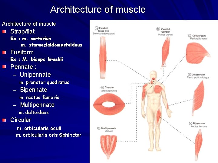 Architecture of muscle Strap/flat Ex : m. sartorius m. sternocleidomastoideus Fusiform Ex : M.