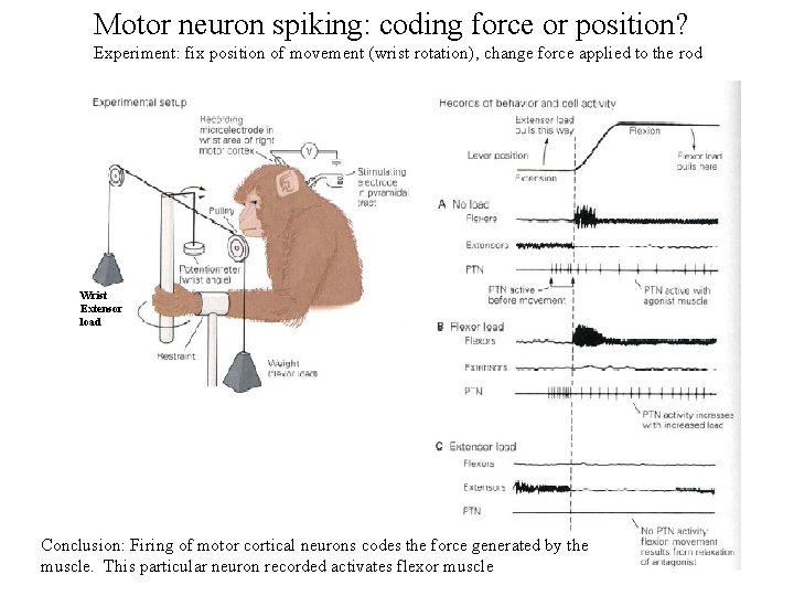 Motor neuron spiking: coding force or position? Experiment: fix position of movement (wrist rotation),