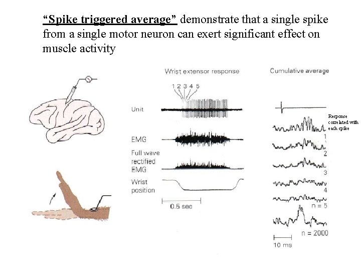 “Spike triggered average” demonstrate that a single spike from a single motor neuron can