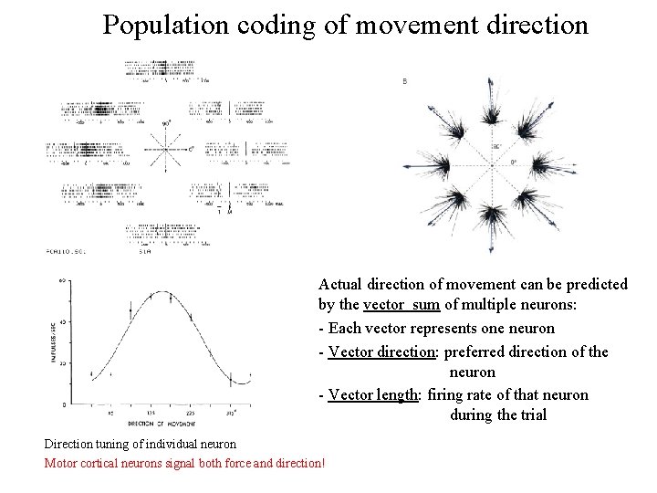 Population coding of movement direction Actual direction of movement can be predicted by the