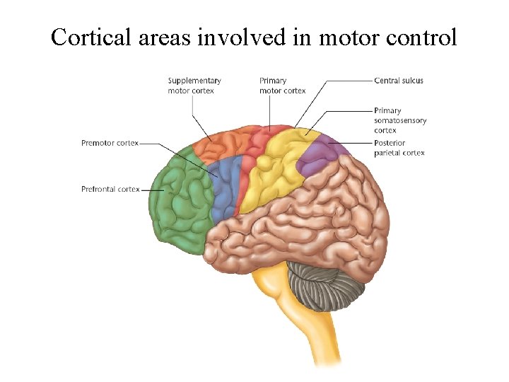 Cortical areas involved in motor control 