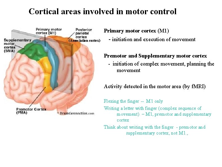Cortical areas involved in motor control Primary motor cortex (M 1) (Association cortex) -