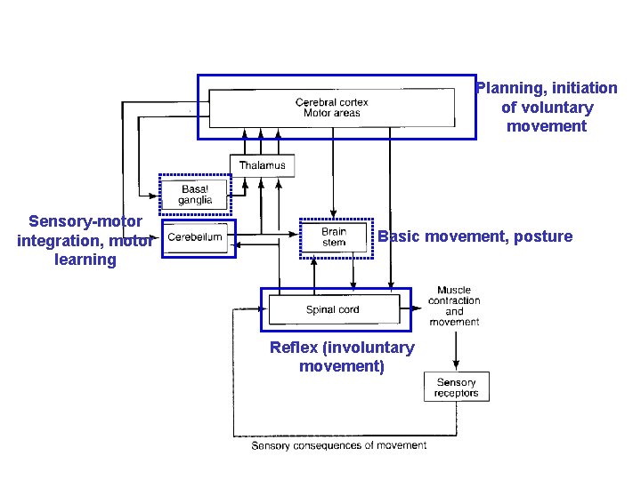 Planning, initiation of voluntary movement Sensory-motor integration, motor learning Basic movement, posture Reflex (involuntary