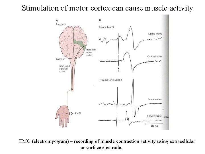 Stimulation of motor cortex can cause muscle activity EMG (electromyogram) – recording of muscle