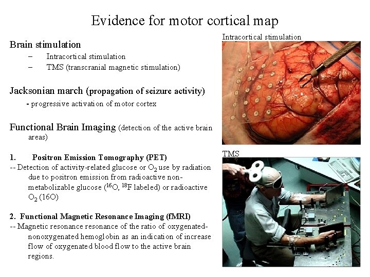 Evidence for motor cortical map Brain stimulation – – Intracortical stimulation TMS (transcranial magnetic