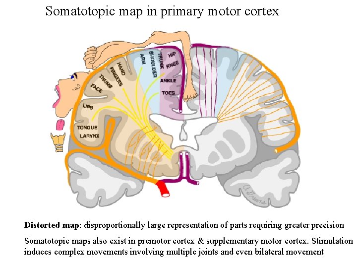 Somatotopic map in primary motor cortex Distorted map: disproportionally large representation of parts requiring