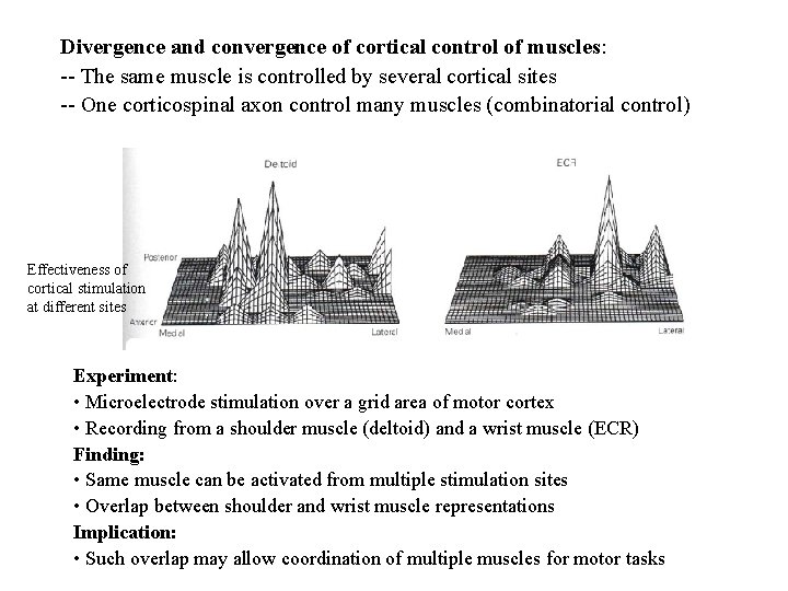 Divergence and convergence of cortical control of muscles: -- The same muscle is controlled