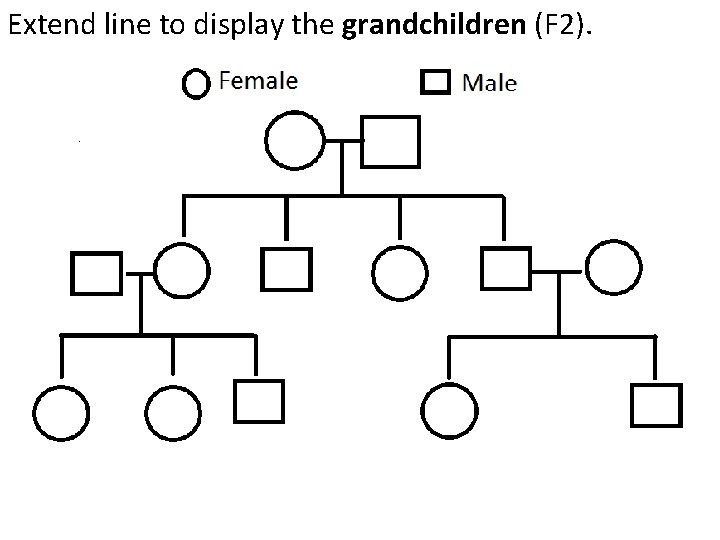 Extend line to display the grandchildren (F 2). Extend line to display the grandchildren (F 2).