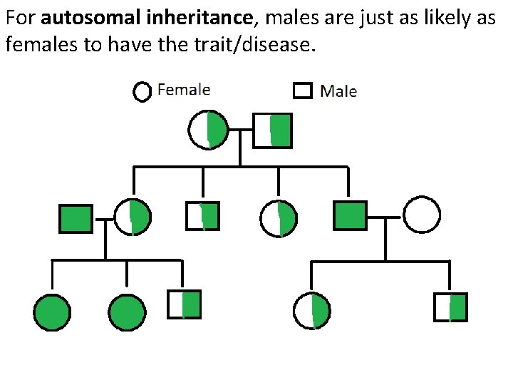 For autosomal inheritance, males are just as likely as females to have the trait/disease. For autosomal inheritance, males are just as likely as females to have the trait/disease.