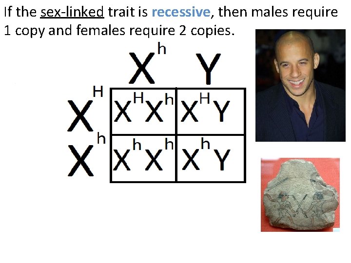 If the sex-linked trait is recessive, then males require 1 copy and females require If the sex-linked trait is recessive, then males require 1 copy and females require