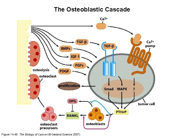 The Osteoblastic Cascade Figure 14. 48 The Biology of Cancer (© Garland Science 2007)