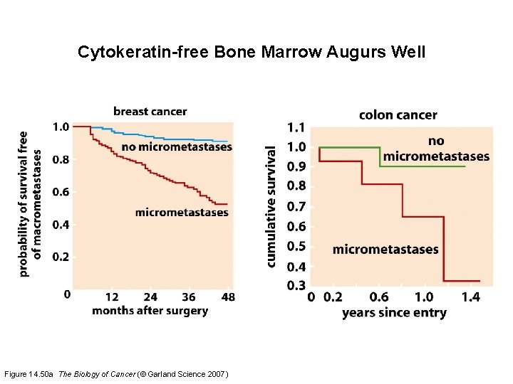 Cytokeratin-free Bone Marrow Augurs Well Figure 14. 50 a The Biology of Cancer (©
