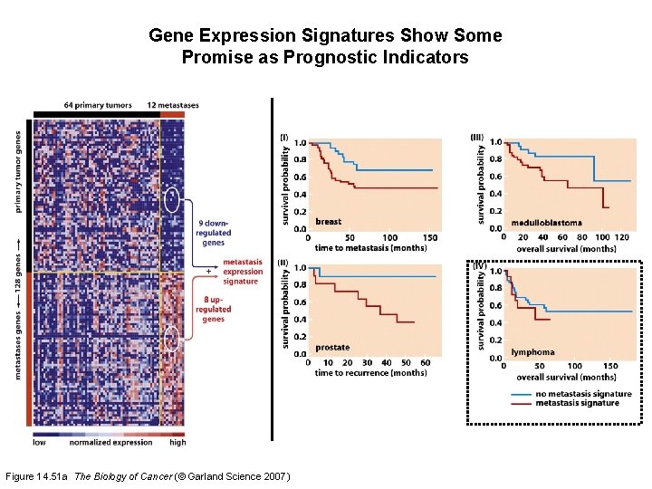 Gene Expression Signatures Show Some Promise as Prognostic Indicators Figure 14. 51 a The