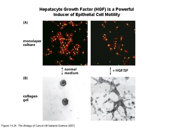 Hepatacyte Growth Factor (HGF) is a Powerful Inducer of Epithelial Cell Motility Figure 14.