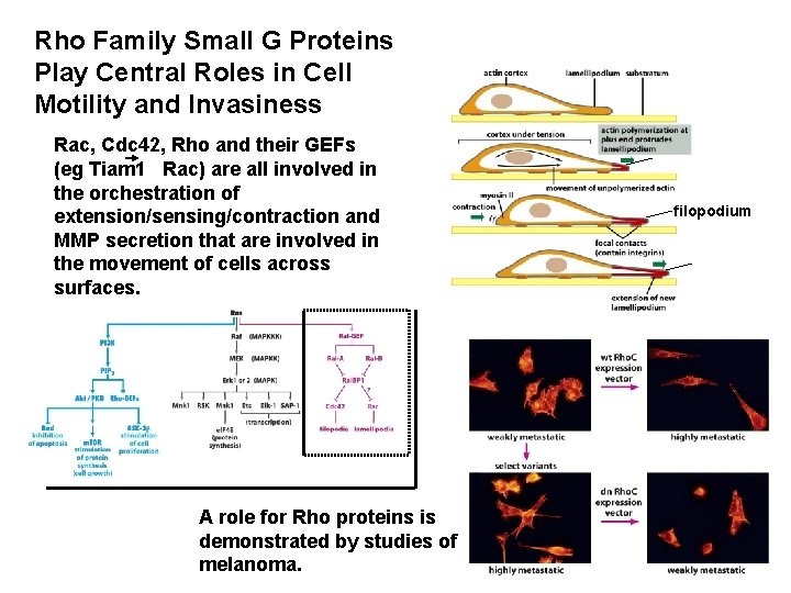 Rho Family Small G Proteins Play Central Roles in Cell Motility and Invasiness Rac,