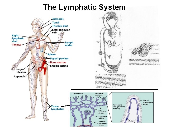 The Lymphatic System 