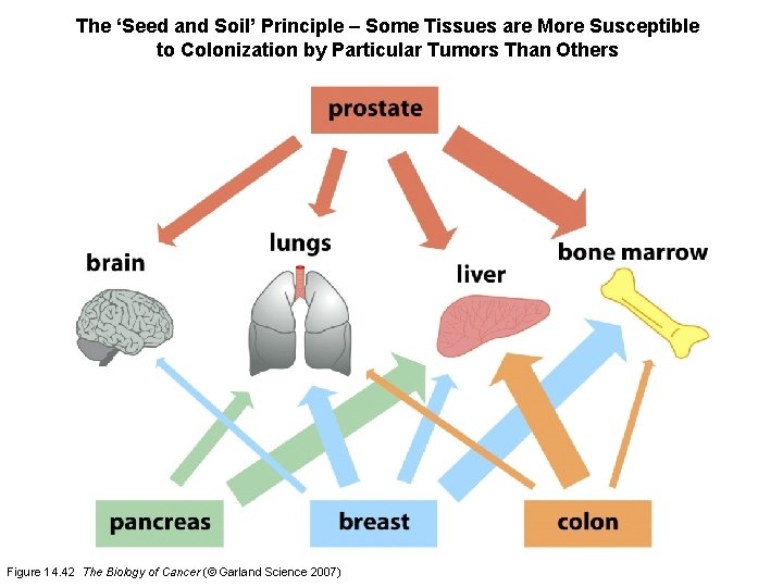 The ‘Seed and Soil’ Principle – Some Tissues are More Susceptible to Colonization by