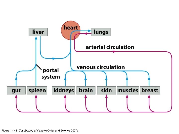 Figure 14. 44 The Biology of Cancer (© Garland Science 2007) 