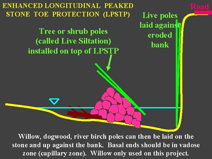 ENHANCED LONGITUDINAL PEAKED STONE TOE PROTECTION (LPSTP) Tree or shrub poles (called Live Siltation)