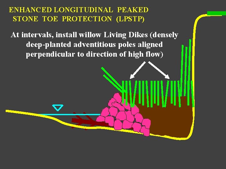 ENHANCED LONGITUDINAL PEAKED STONE TOE PROTECTION (LPSTP) At intervals, install willow Living Dikes (densely