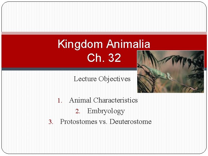 Kingdom Animalia Ch. 32 Lecture Objectives Animal Characteristics 2. Embryology 3. Protostomes vs. Deuterostome