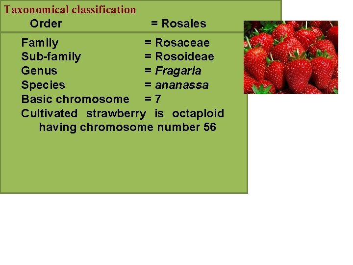 Taxonomical classification Order = Rosales Family = Rosaceae Sub-family = Rosoideae Genus = Fragaria