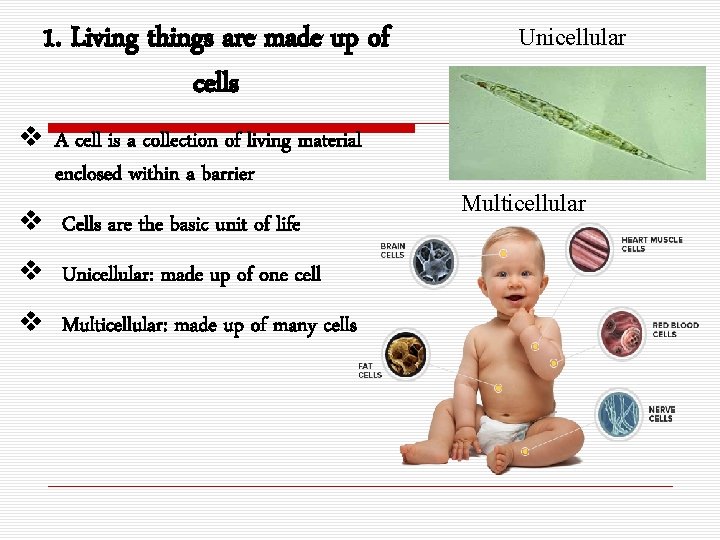 1. Living things are made up of cells v A cell is a collection