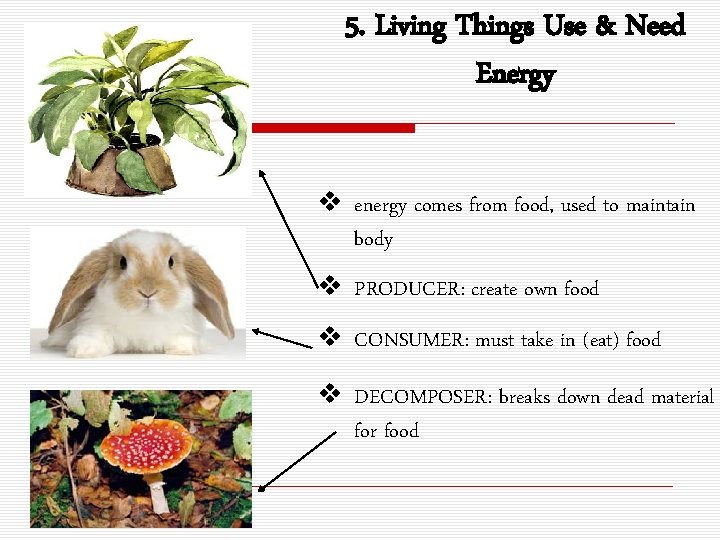 5. Living Things Use & Need Energy v energy comes from food, used to
