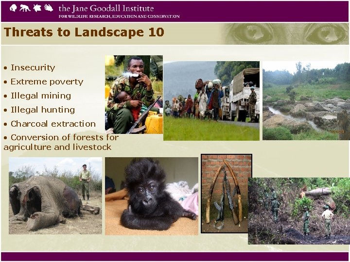 Threats to Landscape 10 • Insecurity • Extreme poverty • Illegal mining • Illegal