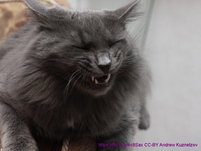 Have some sneezing cats! https: //flic. kr/p/4 c 8 Sax CC-BY Andrew Kuznetzov Have some sneezing cats! https: //flic. kr/p/4 c 8 Sax CC-BY Andrew Kuznetzov