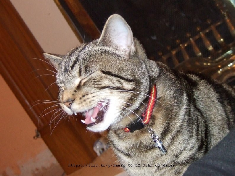 Have some sneezing cats! https: //flic. kr/p/Hae. Rd CC-BY John of Wales Have some sneezing cats! https: //flic. kr/p/Hae. Rd CC-BY John of Wales