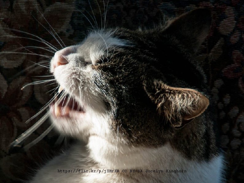 One more sneezing cat! https: //flic. kr/p/j. XHr. XR CC BY-SA Jocelyn Kinghorn One more sneezing cat! https: //flic. kr/p/j. XHr. XR CC BY-SA Jocelyn Kinghorn