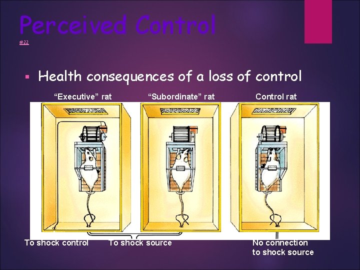 Perceived Control #22 § Health consequences of a loss of control “Executive” rat To