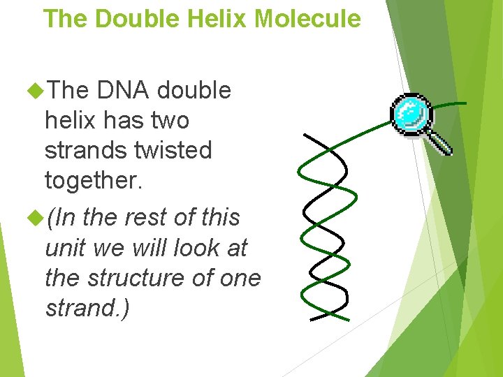 The Double Helix Molecule The DNA double helix has two strands twisted together. (In