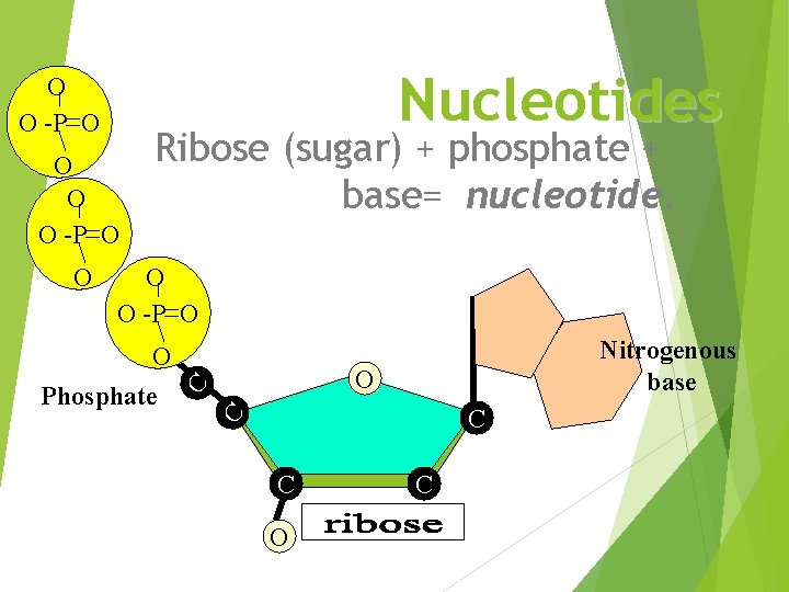 Nucleotides O O -P O Nitrogenous base O C C O Phosphate C O