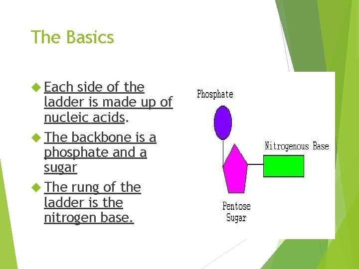 The Basics Each side of the ladder is made up of nucleic acids. The