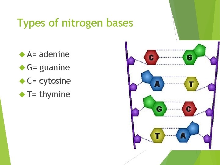 Types of nitrogen bases A= adenine G= guanine C= cytosine T= thymine 