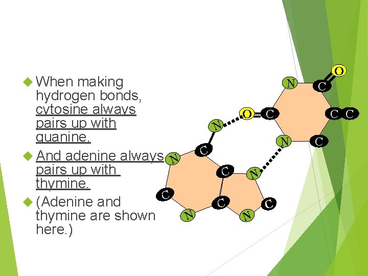  When making N hydrogen bonds, cytosine always O C pairs up with N